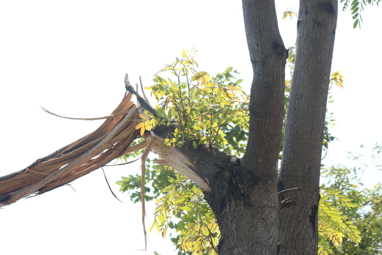 Mầm cây bật dậy bên đường phố Hà Nội sau mưa bão