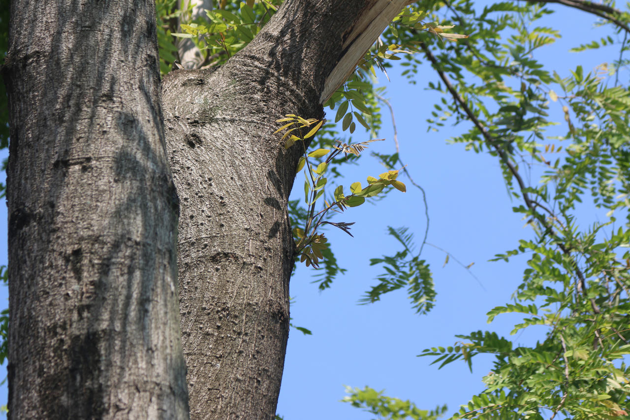 Mầm cây bật dậy bên đường phố Hà Nội sau mưa bão