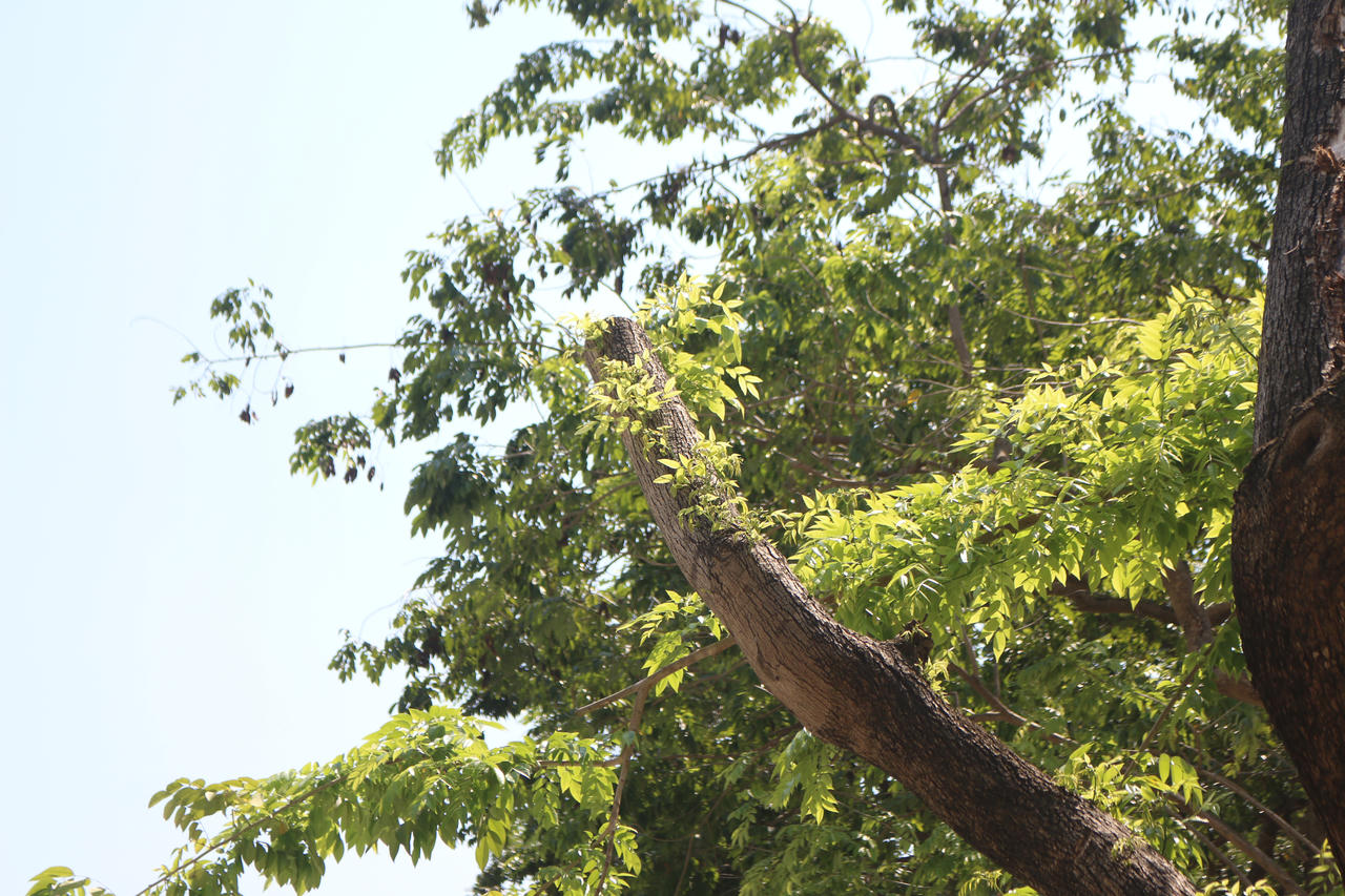 Mầm cây bật dậy bên đường phố Hà Nội sau mưa bão