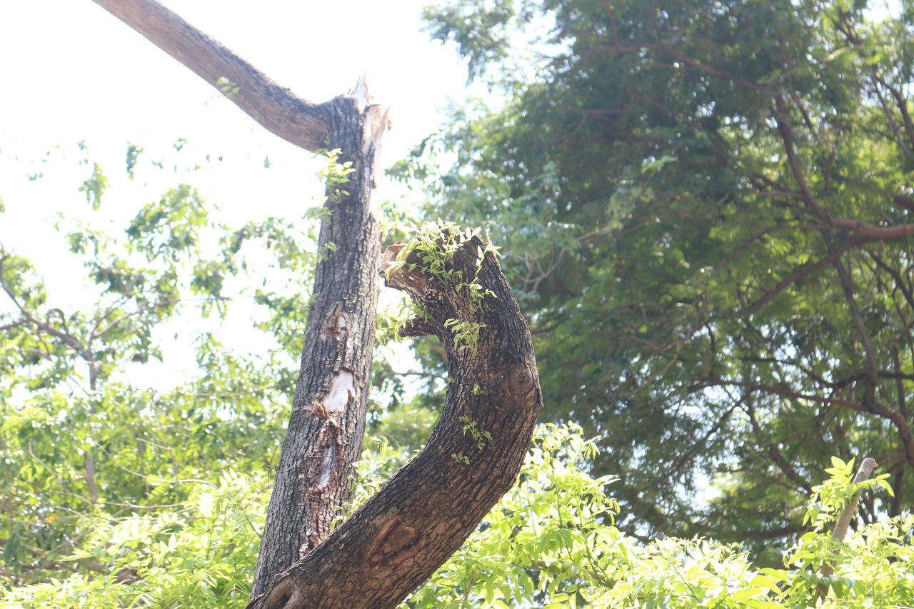 Mầm cây bật dậy bên đường phố Hà Nội sau mưa bão