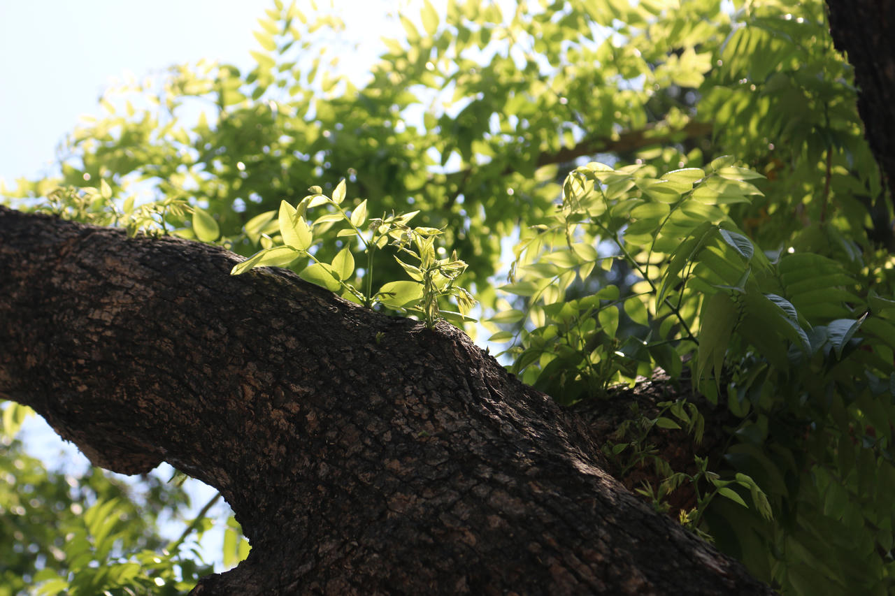 Mầm cây bật dậy bên đường phố Hà Nội sau mưa bão