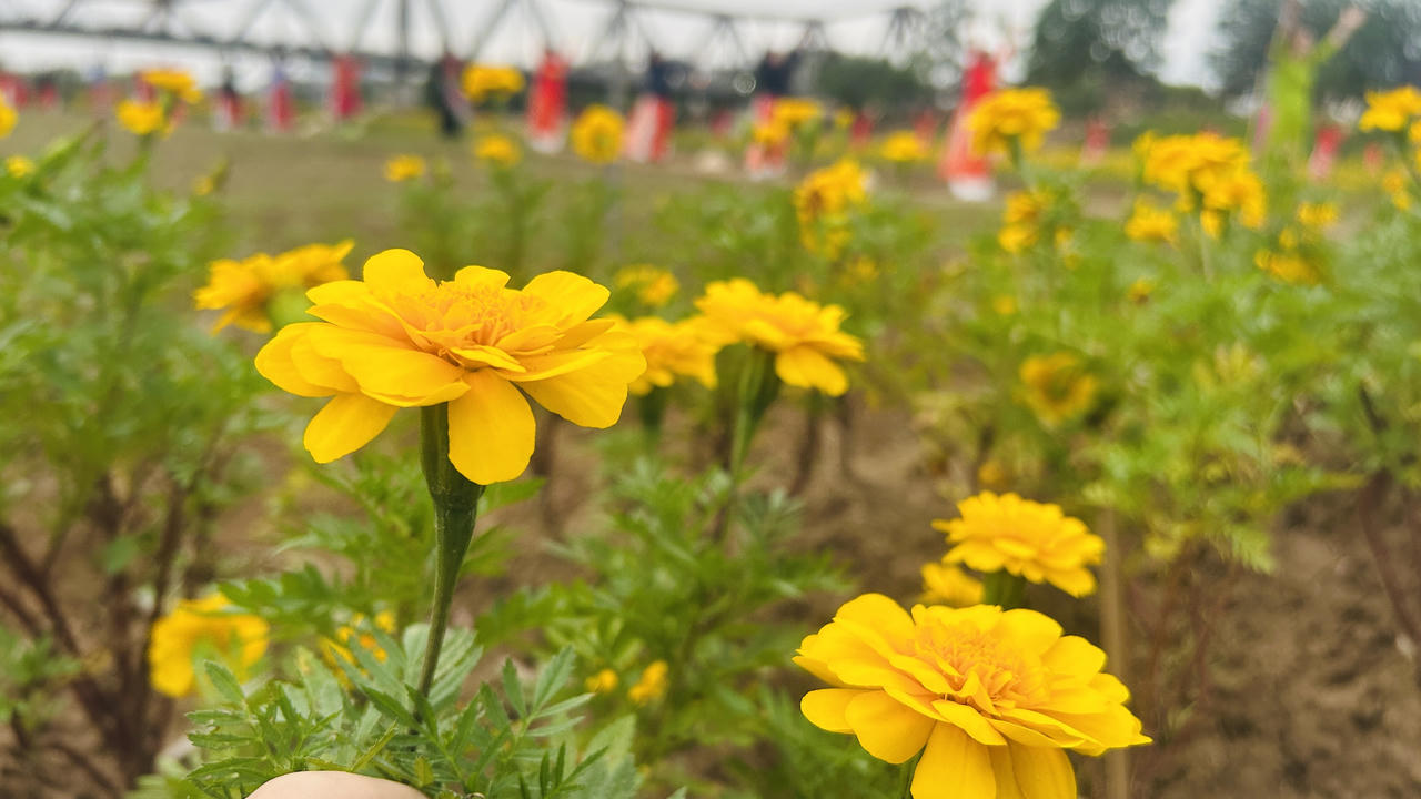 Vườn hoa “mọc” lên sau bão