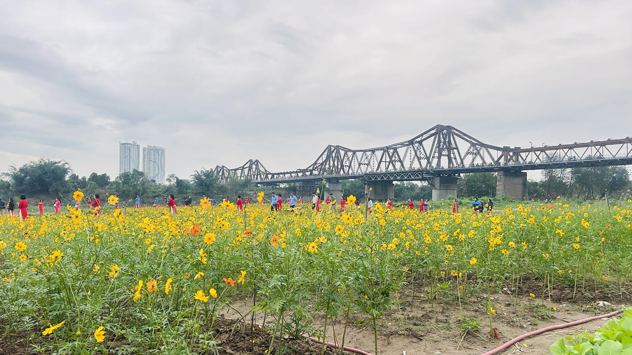 Vườn hoa “mọc” lên sau bão