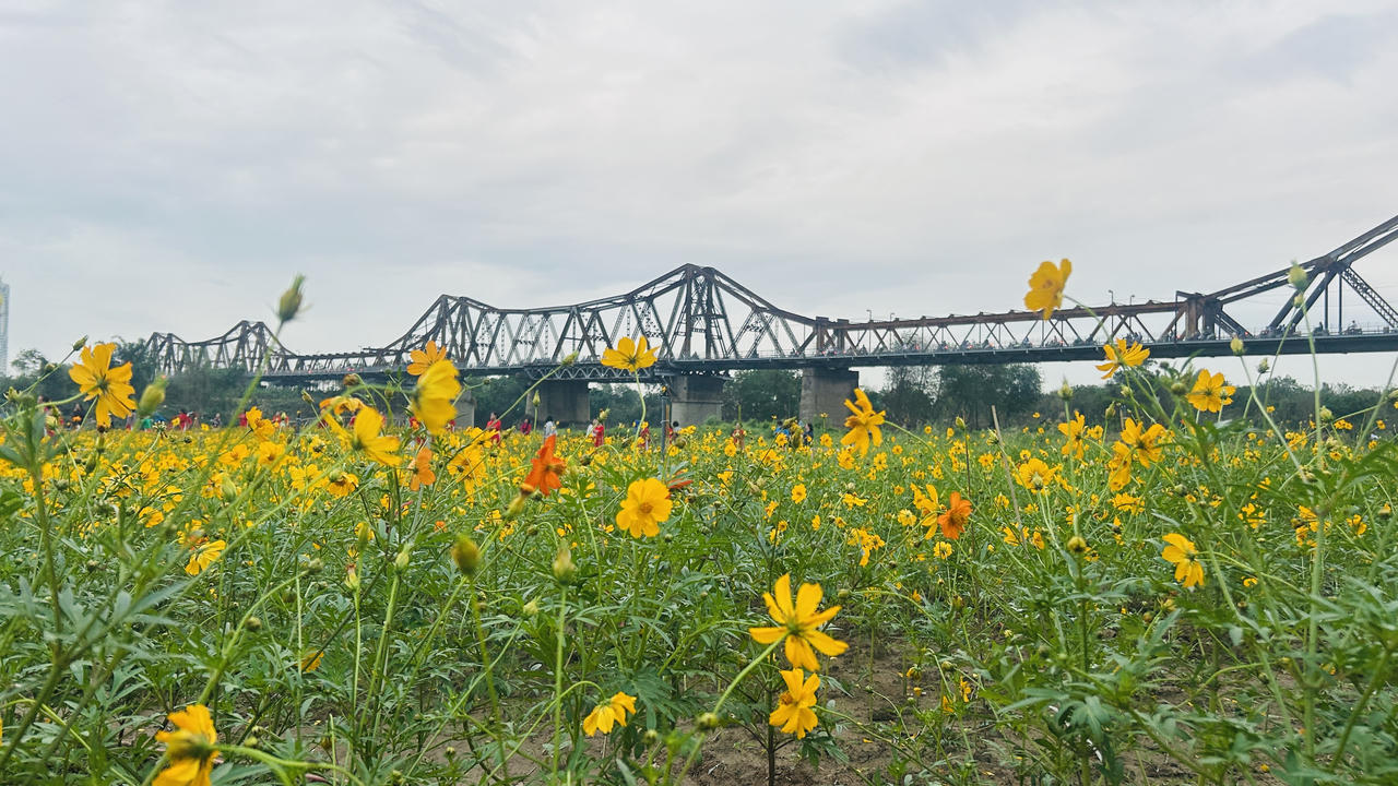 Vườn hoa “mọc” lên sau bão