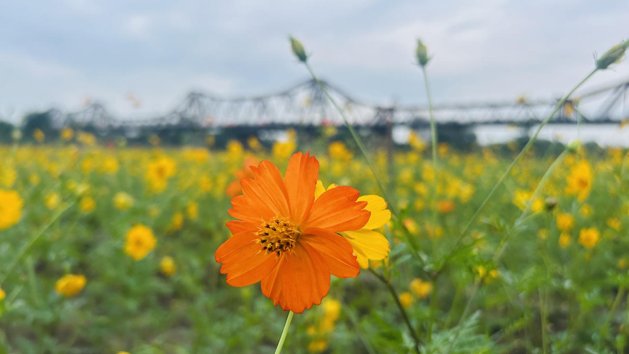 Vườn hoa “mọc” lên sau bão