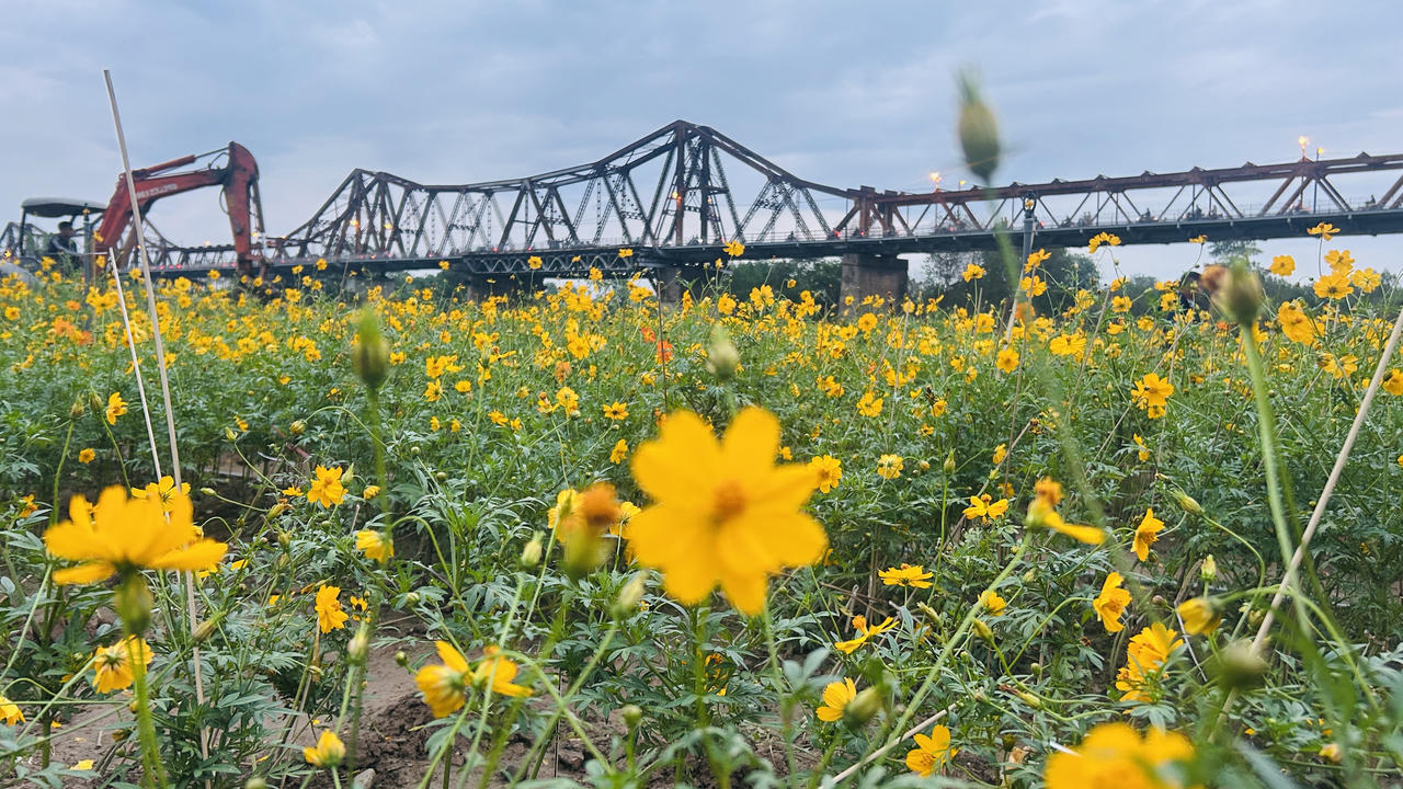 Vườn hoa “mọc” lên sau bão