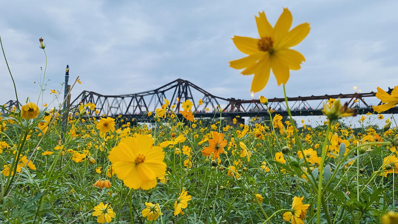 Vườn hoa “mọc” lên sau bão