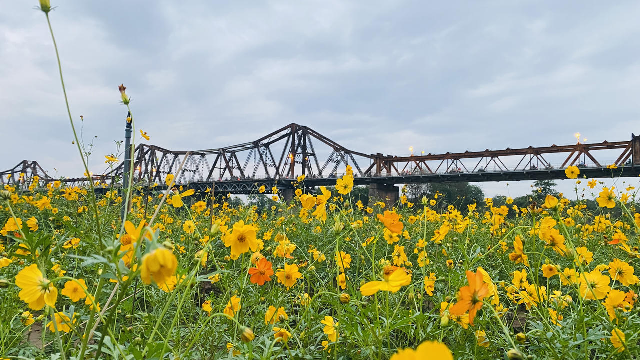 Vườn hoa “mọc” lên sau bão