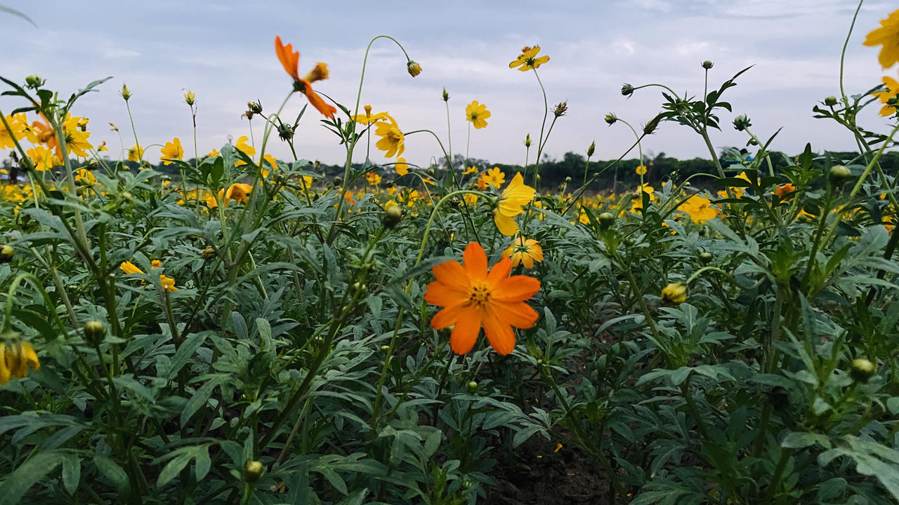 Vườn hoa “mọc” lên sau bão