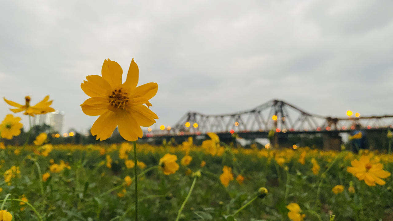 Vườn hoa “mọc” lên sau bão