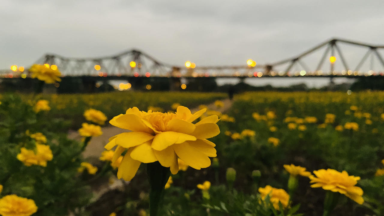 Vườn hoa “mọc” lên sau bão