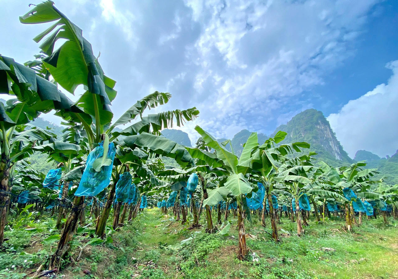 Chàng trai Hòa Bình và hành trình nâng tầm nông sản Việt