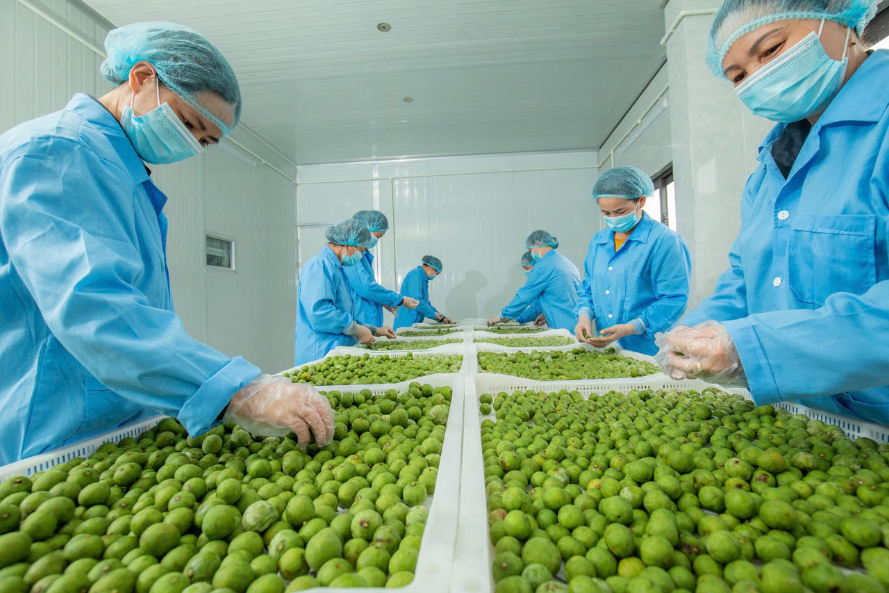 Chàng trai Hòa Bình và hành trình nâng tầm nông sản Việt