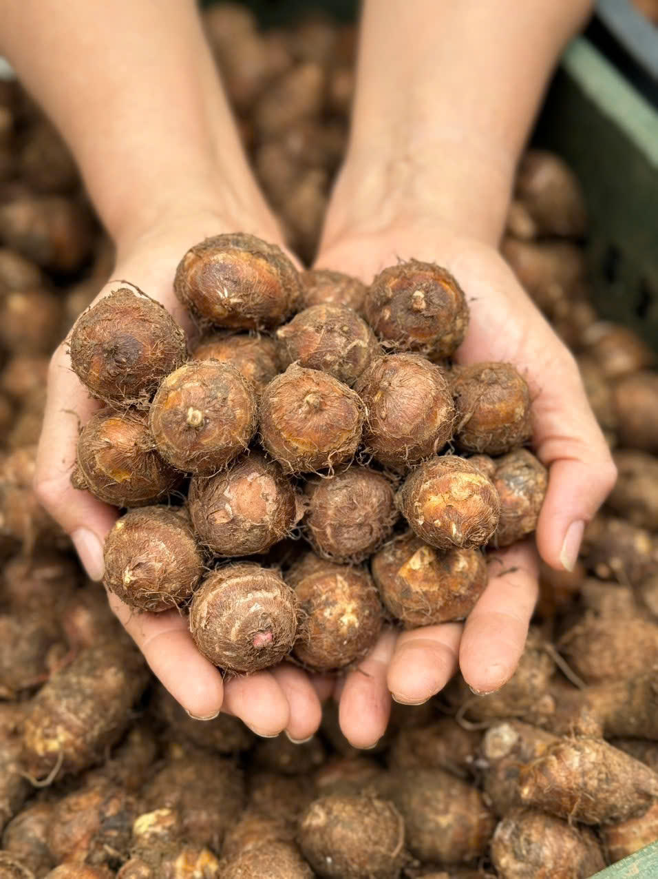 Chàng trai Hòa Bình và hành trình nâng tầm nông sản Việt
