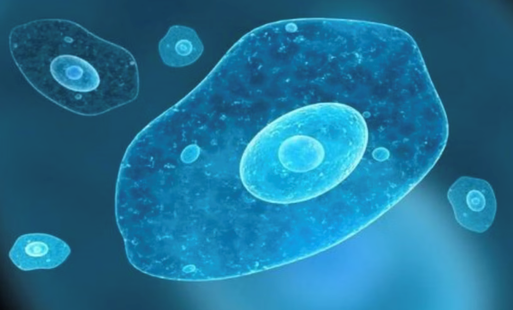 Phát hiện ký sinh trùng nguy hiểm có khả năng 'hóa lỏng' nội tạng con người