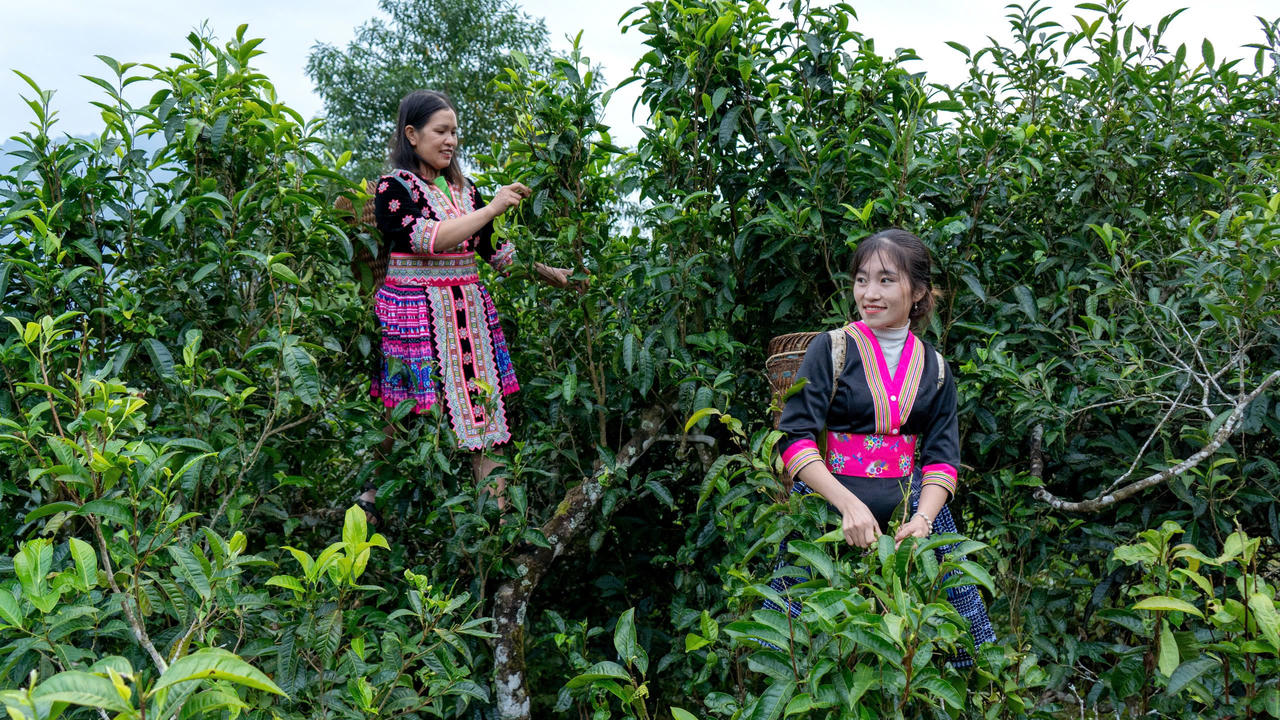 Cao trà mục nhan xác lập Kỷ lục Việt Nam về hàm lượng polyphenol 