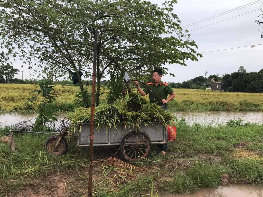 Công an giúp nông dân Thái Bình gặt lúa, khắc phục hậu quả bão số 7