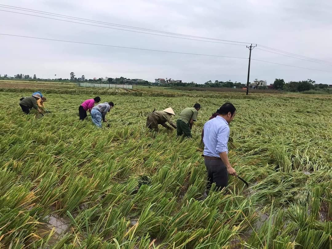 Công an giúp nông dân Thái Bình gặt lúa, khắc phục hậu quả bão số 7