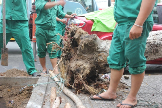 Đà Nẵng: Cây đè bẹp ô tô, người dân "nổi giận"