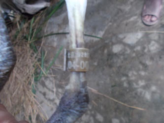 Bắt cò lạ đeo vòng có ký tự giống chữ Trung Quốc 