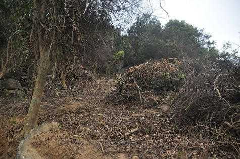 Rừng trên bán đảo Sơn Trà đang bị phá tan hoang