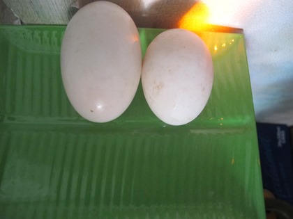 Đà Nẵng: Kỳ lạ vịt đẻ trứng đôi suốt 4 năm liền