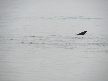 Đà Nẵng giải cứu cá heo dạt bờ