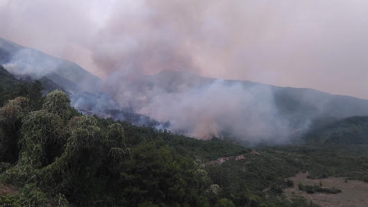 Cháy lớn tại rừng đặc dụng Nam Hải Vân