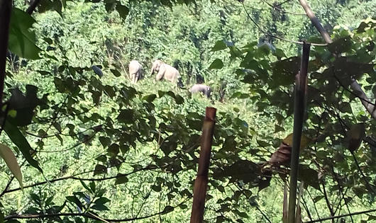 Cảnh báo voi hoang dã ra ngoài bìa rừng kiếm ăn ở Quảng Nam