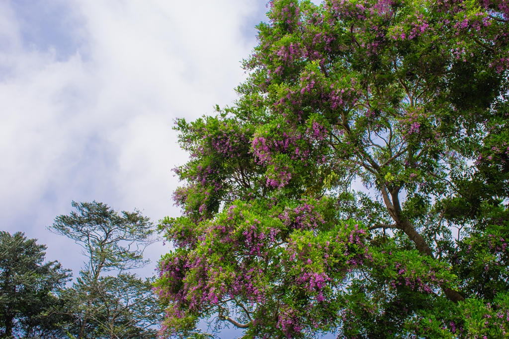 Tháng 5 dạo bước Sơn Trà