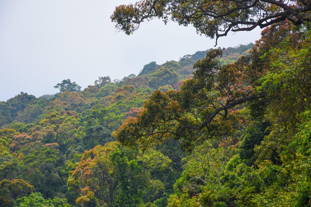 Tháng 5 dạo bước Sơn Trà