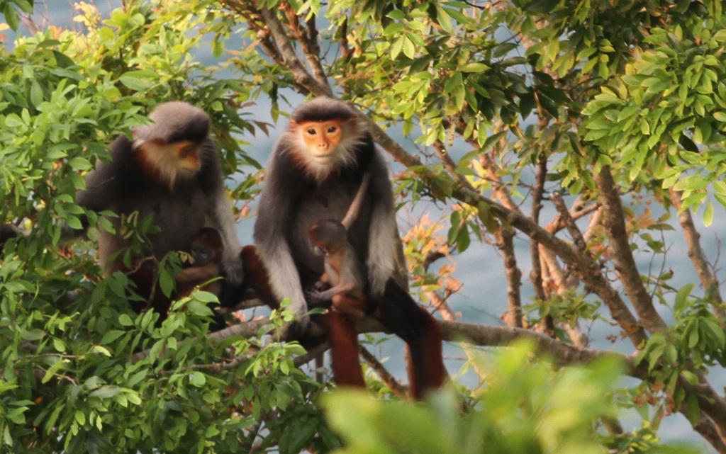 Tháng 5 dạo bước Sơn Trà