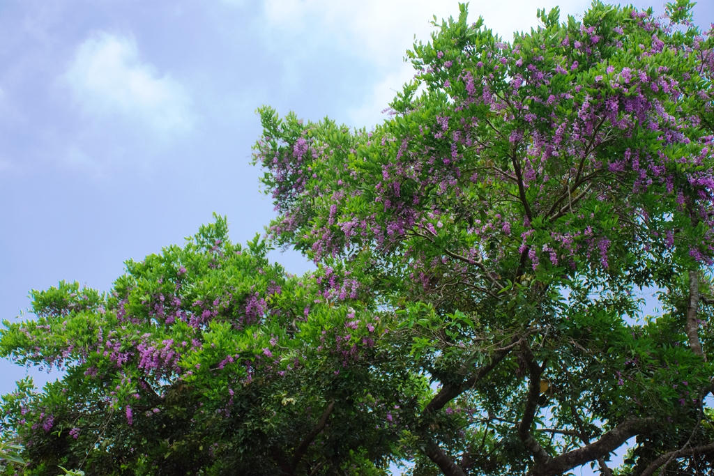 Tháng 5 dạo bước Sơn Trà