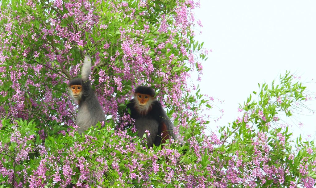 Tháng 5 dạo bước Sơn Trà