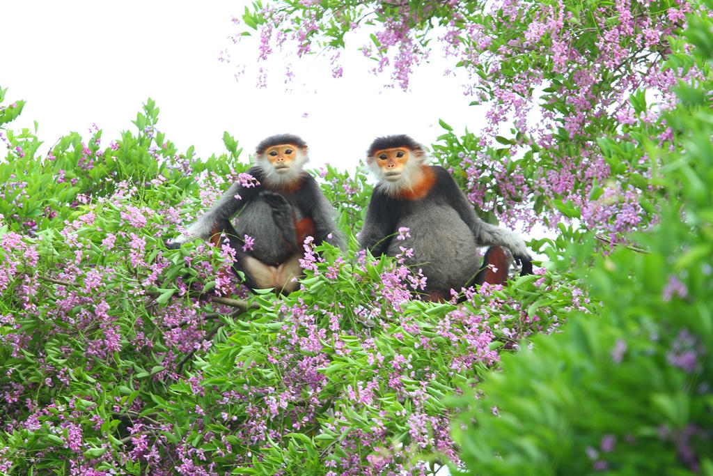 Tháng 5 dạo bước Sơn Trà