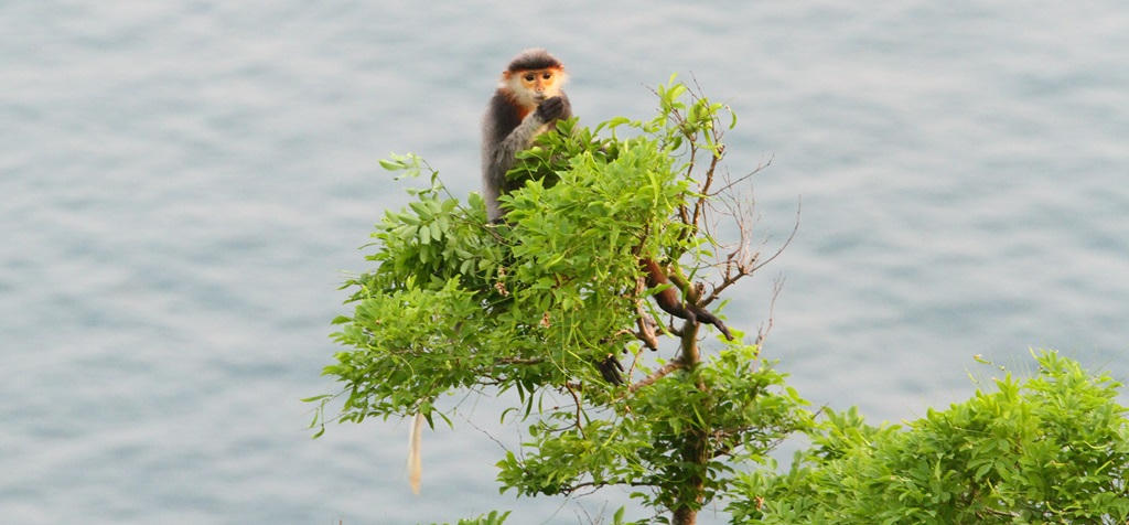 Tháng 5 dạo bước Sơn Trà