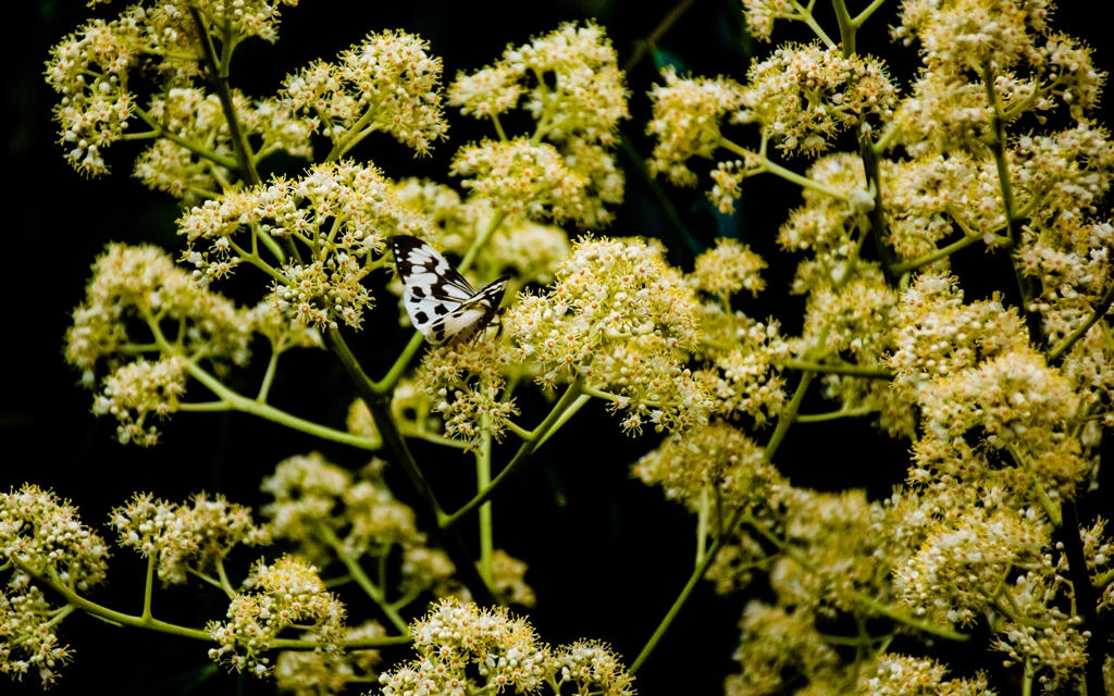 Tháng 5 dạo bước Sơn Trà