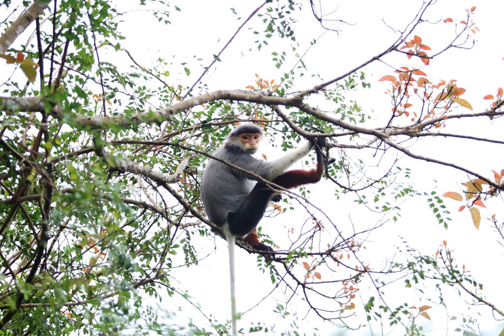 Tháng 5 dạo bước Sơn Trà