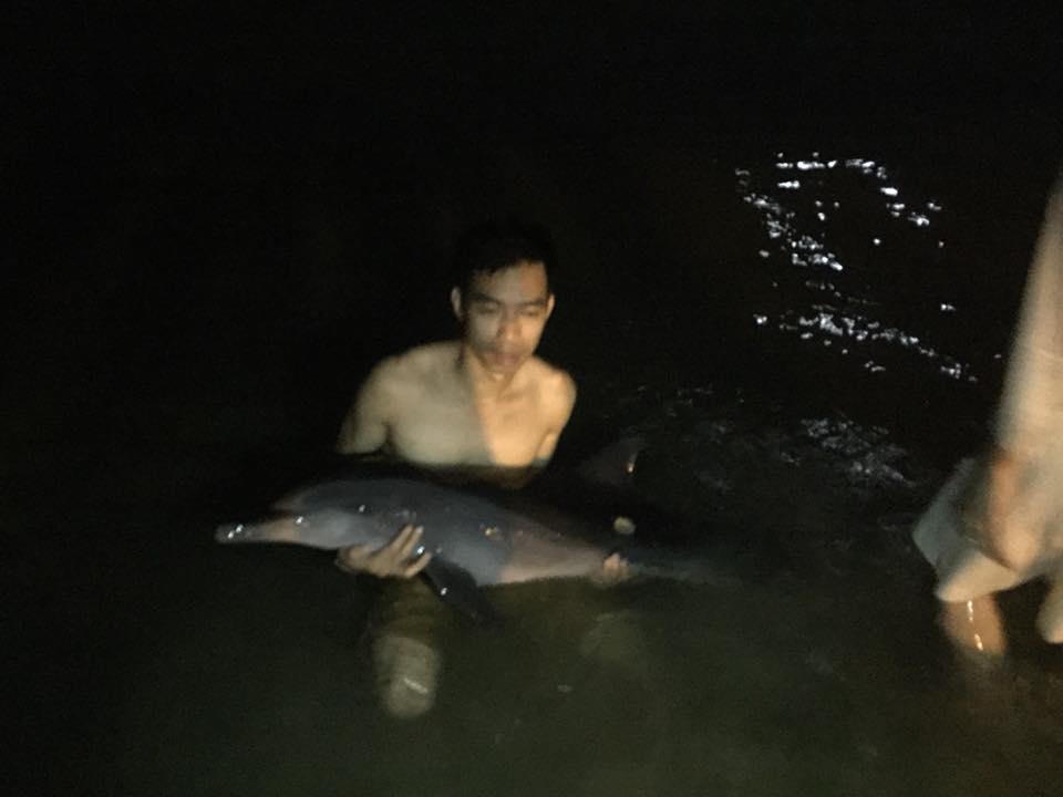 Kêu gọi chăm sóc cá heo bị thương dạt vào bờ biển