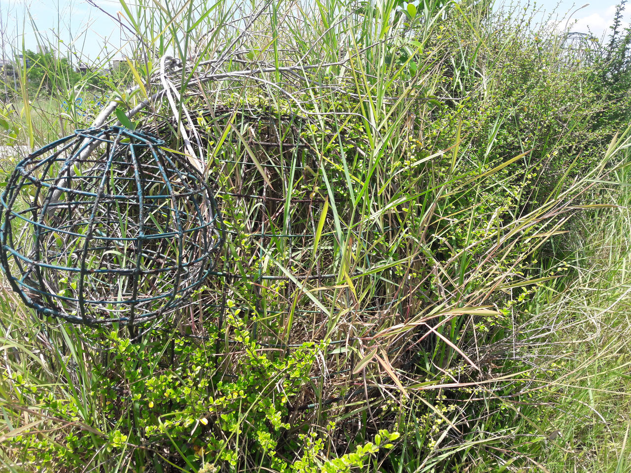 Tận mắt xem Công viên 50 tỷ đồng thành nơi phóng uế, bỏ hoang tàn tại Đà Nẵng