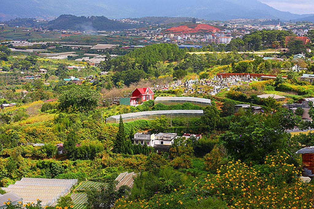 Phương thuốc chữa bệnh ngoài da đặc biệt của hoa Dã quỳ