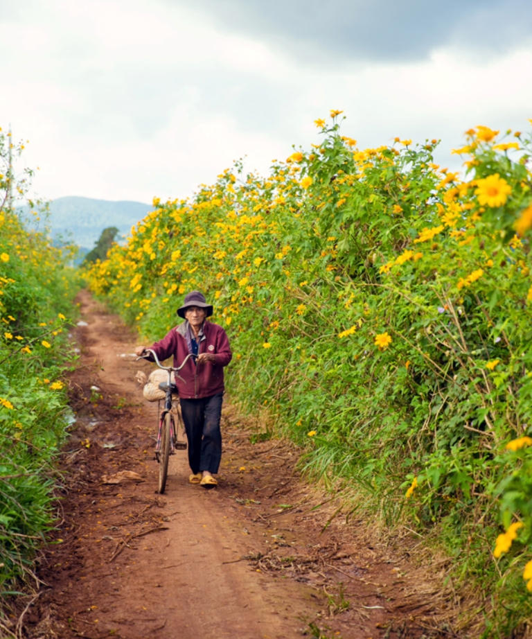 Phương thuốc chữa bệnh ngoài da đặc biệt của hoa Dã quỳ