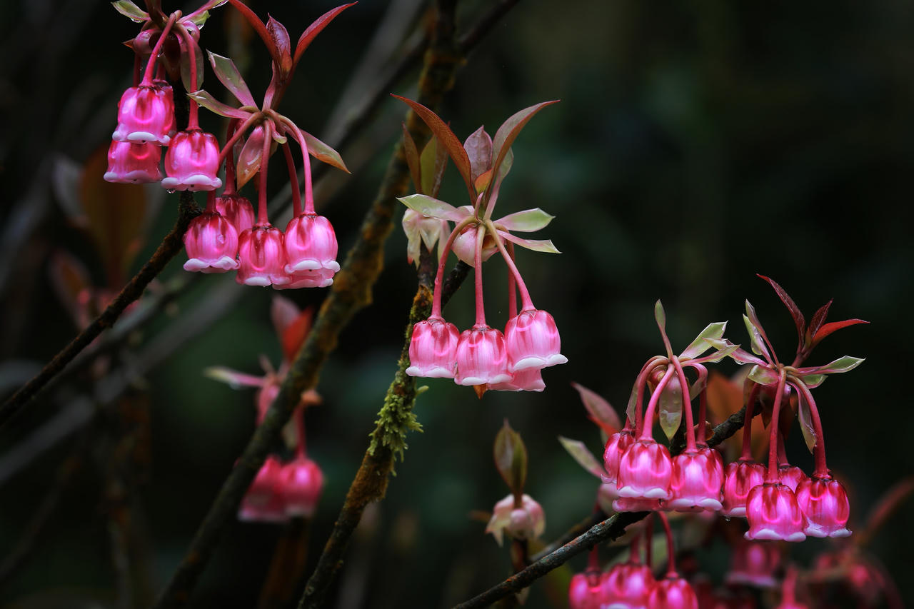 Đầu năm ngẩn ngơ với hoa đào chuông nở rộ trên đỉnh Bà Nà! 
