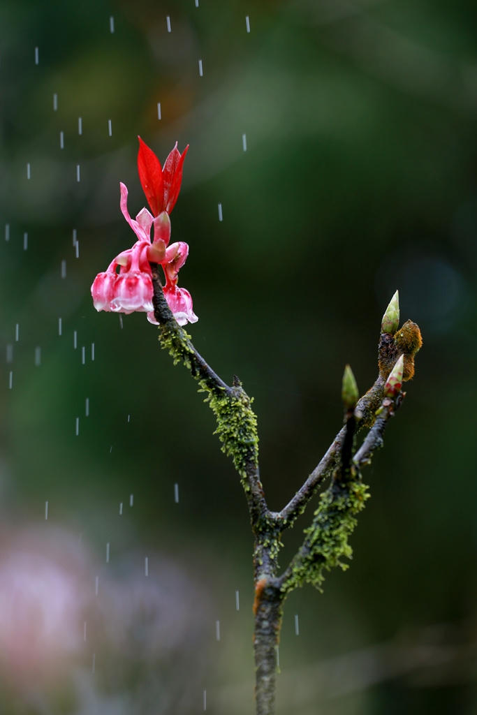 Đầu năm ngẩn ngơ với hoa đào chuông nở rộ trên đỉnh Bà Nà! 