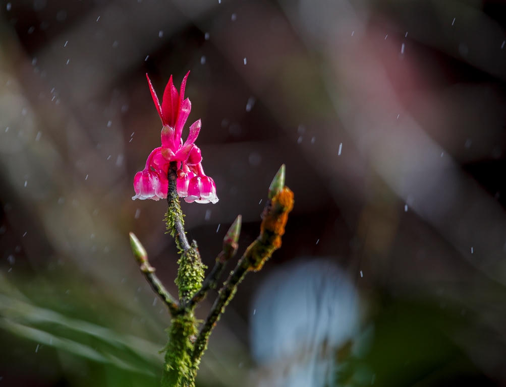 Đầu năm ngẩn ngơ với hoa đào chuông nở rộ trên đỉnh Bà Nà! 