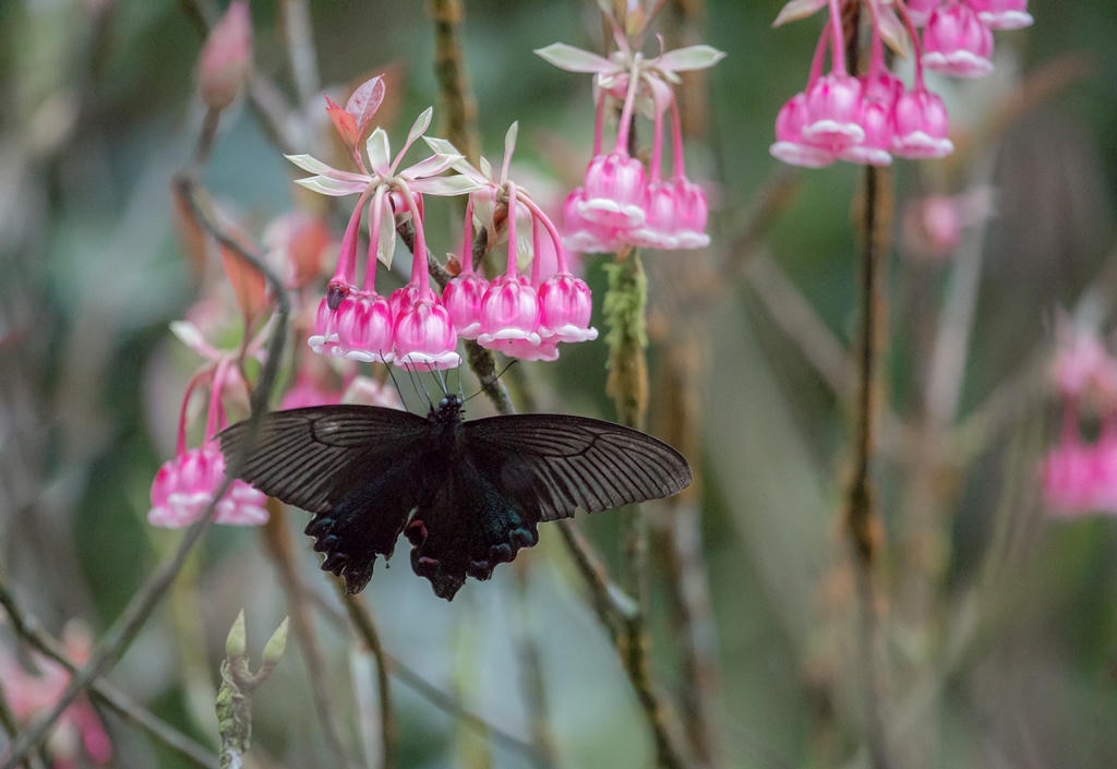 Đầu năm ngẩn ngơ với hoa đào chuông nở rộ trên đỉnh Bà Nà! 