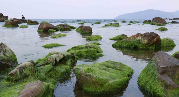 Ngỡ ngàng vẻ đẹp rêu xanh tại rạn Nam Ô