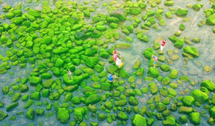 Ngỡ ngàng vẻ đẹp rêu xanh tại rạn Nam Ô