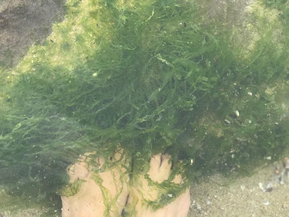 Ngỡ ngàng vẻ đẹp rêu xanh tại rạn Nam Ô