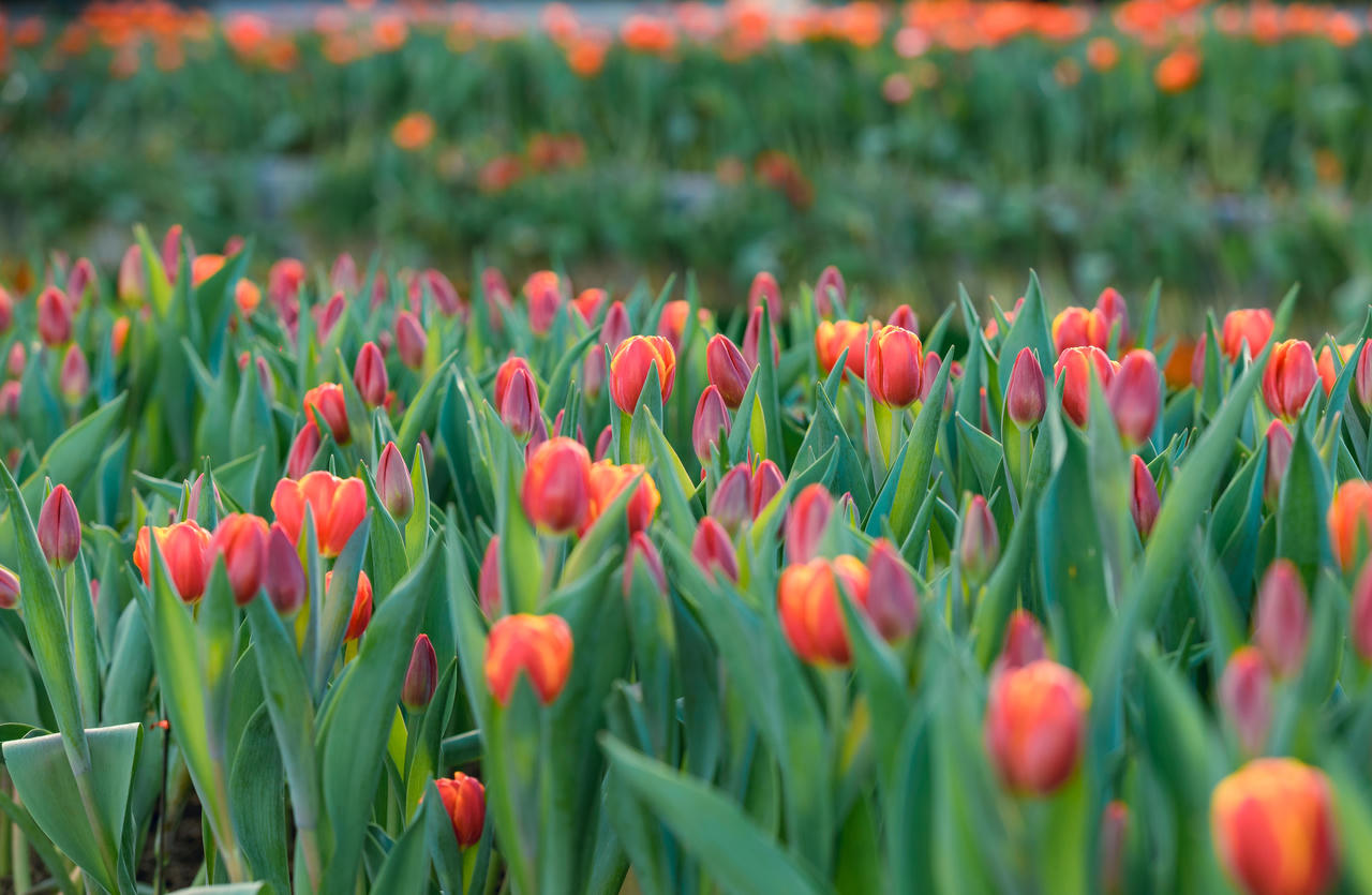 Ngắm vườn hoa tulip tại Bà Nà được trao kỷ lục Guinness Việt Nam 